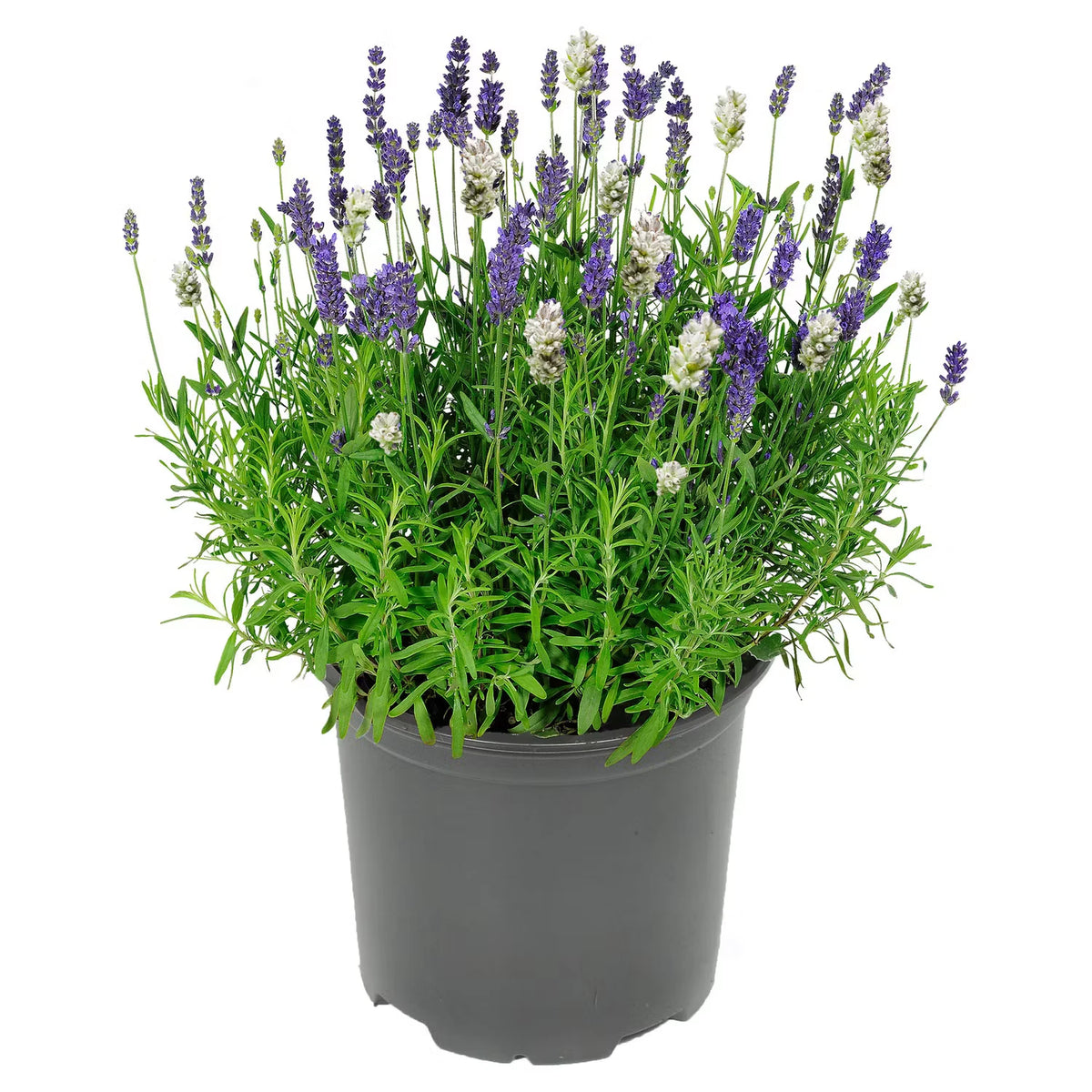 Lavendel Duo