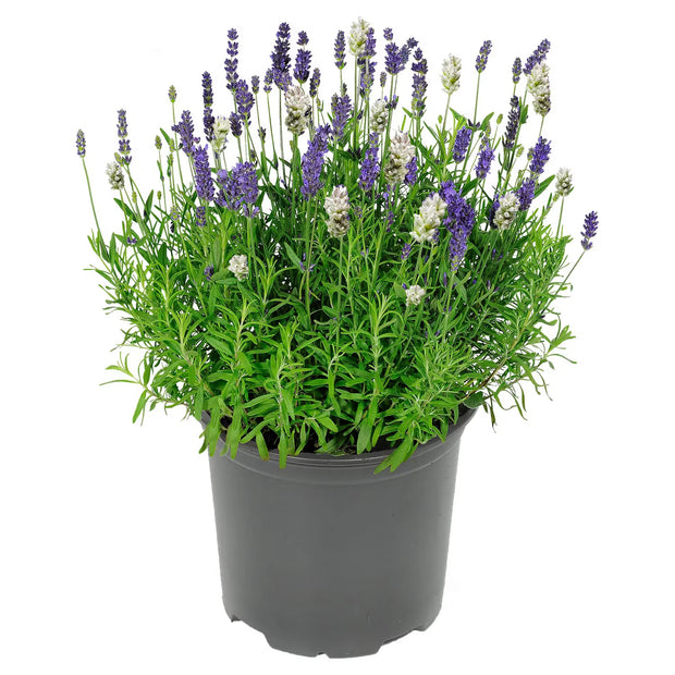 Lavendel Duo