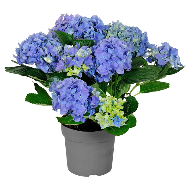 Hortensien-Busch, Blau