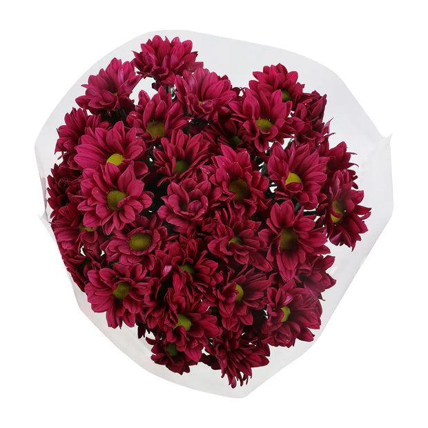 Chrysanthemen Longlife, Lila