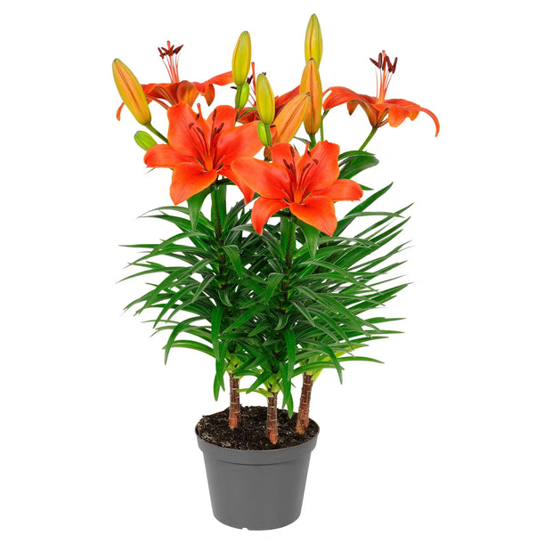 Sommerblumen, Lilium, Orange