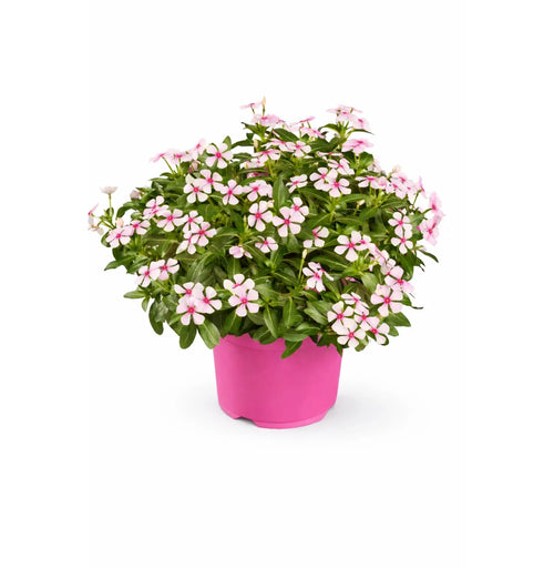 All Pink Sommerpflanzen, Catharanthus
