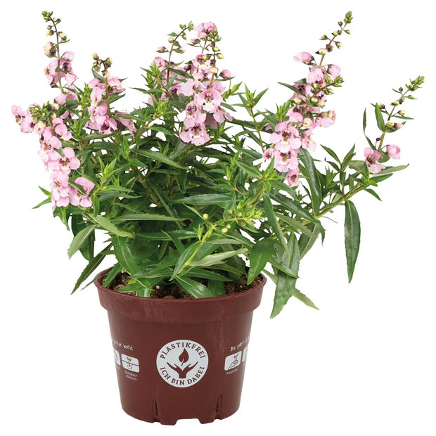 Stauden im kompostierbaren Topf, Angelonia