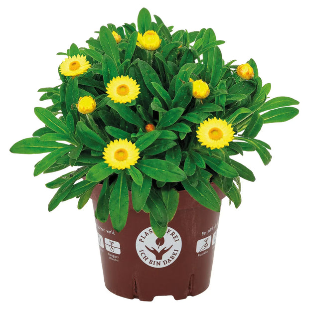 Stauden im kompostierbaren Topf, Strohblume