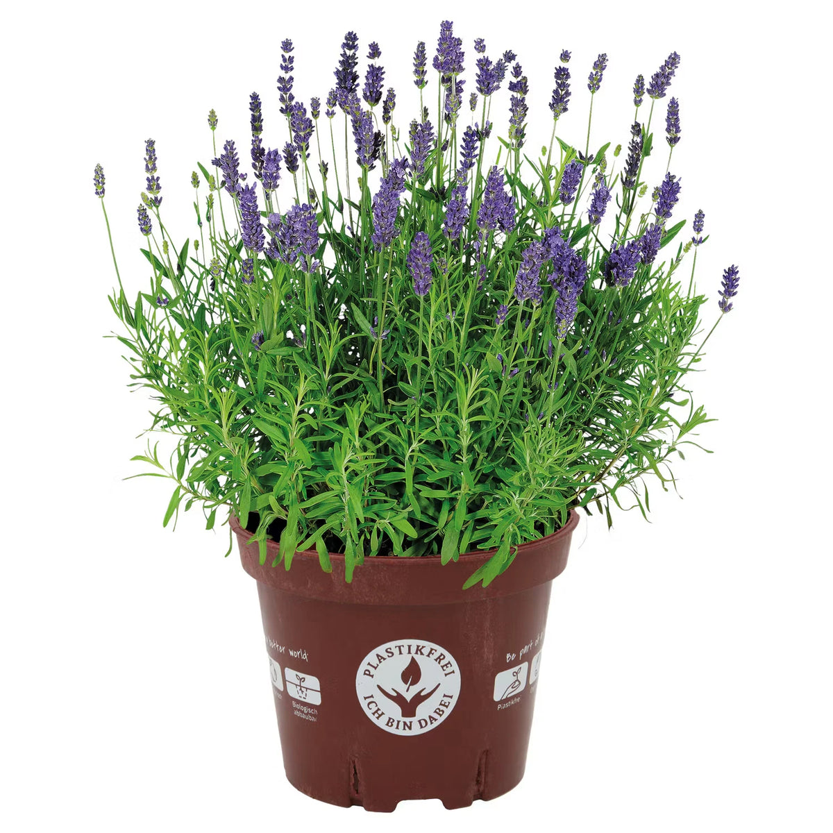 Stauden im kompostierbaren Top, Lavendel