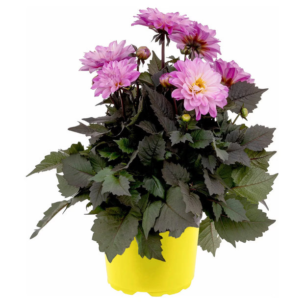 Sommerpflanzen, Dahlien, Rosa
