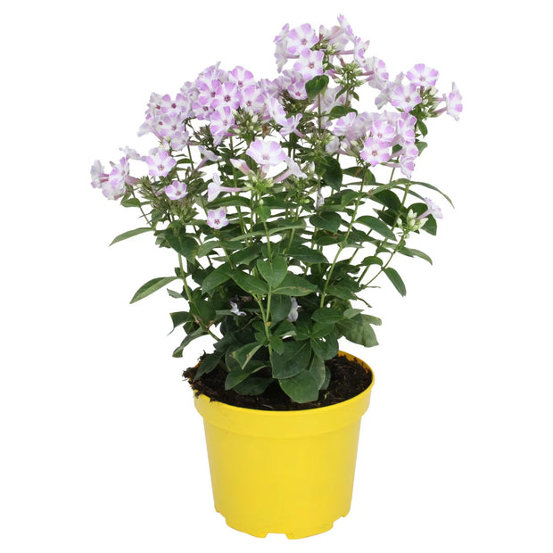 Sommerpflanzen, Phlox Pink/Weiß