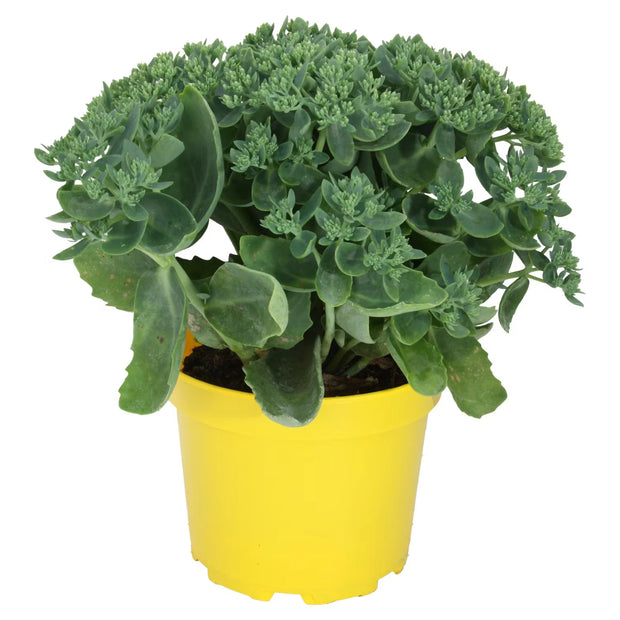 Sommerpflanzen, Sedum